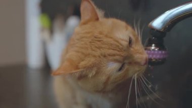Meraklı bir kedi sıcak bir ev ortamında mutfak lavabosundan suyu yudumlamayı sever..