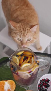 Turuncu bir kedi, meyve dilimleri ve meyvelerle dolu bir sürahiyi yakından inceleyerek dikkatleri üzerine çeker..