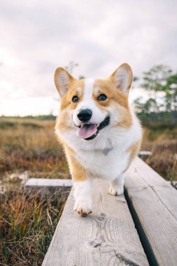 Neşeli bir Corgi, berrak bir gökyüzünün altında, canlı, çimenli bir alanda, ahşap bir patika boyunca yürüyor..