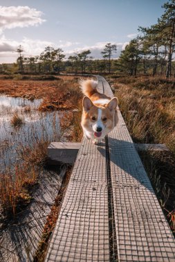Bir Corgi, bataklıklarla çevrili ahşap bir yürüyüş yolunda güneşli havanın tadını çıkararak mutlu bir şekilde yürür..