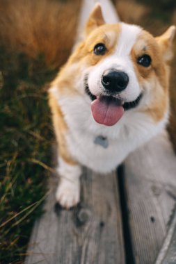 Neşeli bir Corgi ahşap bir yolda yürüyor, çimenli bir parkta güneşli bir günün tadını çıkarıyor..