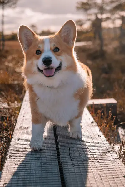 Neşeli bir Corgi, güneşli bir günün keyfini çıkarırken ahşap bir yolda manzaralı bir yerde durur..
