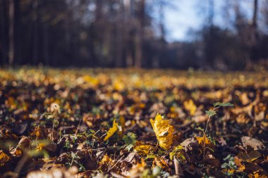 Altın ve kahverengi yapraklar güneşli bir sonbahar gününde sakin bir ormanın zeminini kaplar..