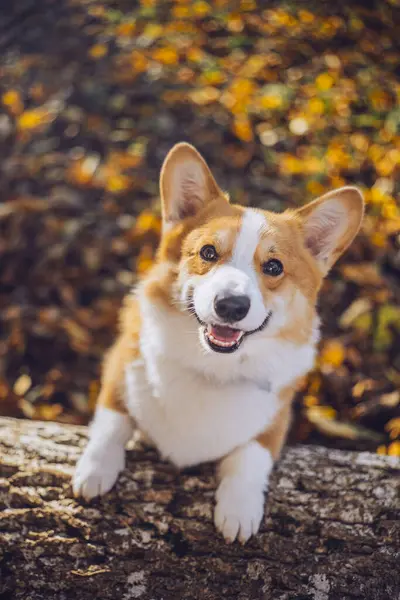 Neşeli bir Corgi, gün boyunca canlı bir sonbahar ormanında, düşmüş yapraklarla çevrili bir kütükte oturur..