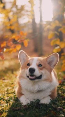 Altın sonbahar yaprakları ve sıcak güneş ışığı ile çevrili çimenli zeminde neşeli bir Corgi uzanır..