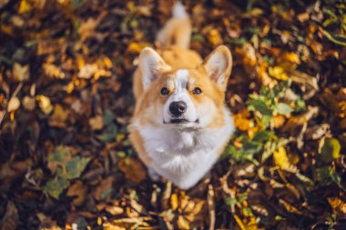 Neşeli bir Corgi, sonbaharın canlı renklerinin tadını çıkarır. Ormanda düşen yapraklarla çevrilidir..