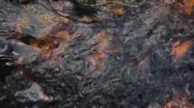 Sonbahar yaprakları bir nehir yüzeyinde sürükleniyor ve öğleden sonra güneşinde karanlık suya karşı güzel bir kontrast oluşturuyor..