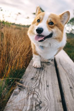 Neşeli bir Corgi, gün batımında sakin bir manzarada uzun otlarla çevrili ahşap bir patika boyunca yürür..