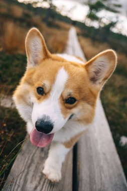 Neşeli bir Corgi ahşap bir yolda yürüyor, güneşli bir günün tadını çıkarıyor doğal ortamda..