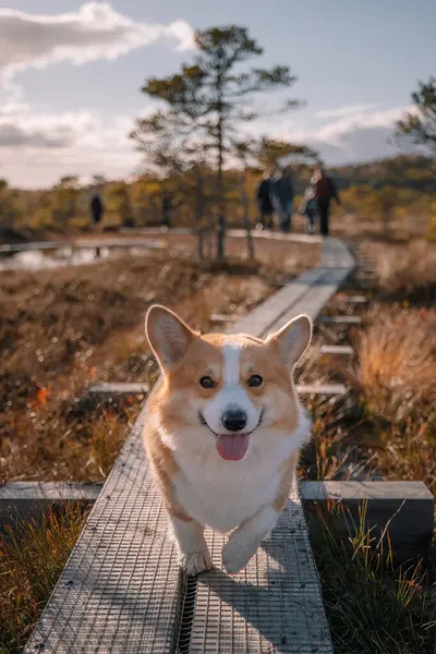 Neşeli bir Corgi, güneşli bir günün keyfini çıkarırken ahşap bir yolda manzaralı bir yerde durur..