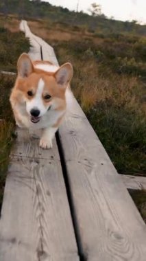 Neşeli bir Corgi, berrak bir gökyüzünün altında, canlı, çimenli bir alanda, ahşap bir patika boyunca yürüyor..