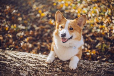 Neşeli bir Corgi, gün boyunca canlı bir sonbahar ormanında, düşmüş yapraklarla çevrili bir kütükte oturur..