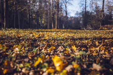 Altın ve kahverengi yapraklar, sıcak güneş ışığıyla aydınlatılan huzurlu bir ormanın zeminini kaplar..