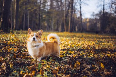 Neşeli bir Corgi, açık mavi gökyüzünün altında renkli sonbahar yapraklarıyla dolu bir parkta mutlu mesut oturur..