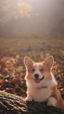 Neşeli bir Corgi, gün boyunca canlı bir sonbahar ormanında, düşmüş yapraklarla çevrili bir kütükte oturur..