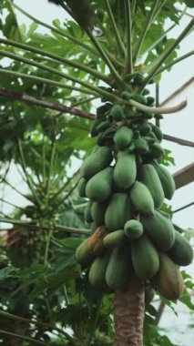 Parlak turuncu ve yeşil papayalar yeşilliklerle çevrili canlı bir tropikal bahçedeki uzun ağaçlarda asılı..