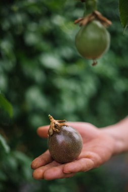 Bir el olgun bir tutku meyvesini nazikçe tutarken diğerleri canlı bir bahçede bir sarmaşığa asılıyor..
