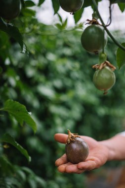 Bir el olgun, tutkulu bir meyveyi kavrarken yemyeşil bitkilerle çevrili hasat için hazır..