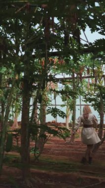 Canlı bir papaya çiftliğinde gün boyunca uzun ağaçlar ve zengin yapraklarla dans eden bir insan..