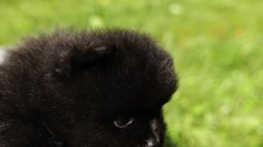 Tüylü siyah bir köpek yavrusu ilginç bir şekilde parlak mavi gökyüzünün altındaki yeşil çimenleri araştırır..