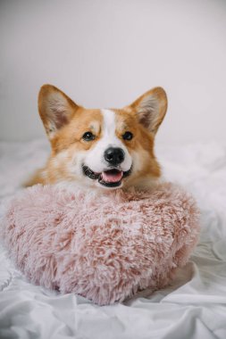 Neşeli bir Corgi yumuşak pembe bir yastığın üzerinde uzanıyor, neşeli ruhunu ve tüylü kürkünü ev ortamında sergiliyor..
