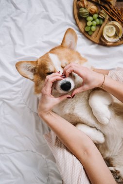 Sahibi ve Corgi, sıcak ve davetkar bir mekanda atıştırmalıklarla çevrili bir anı paylaşıyor..