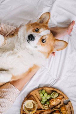 Bir Corgi, sahibiyle huzurlu bir anın tadını çıkarır. Etrafı çeşitli atıştırmalıklarla çevrili bir yatakta dinlenir..