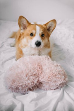 Oyuncu bir Corgi, beyaz bir yatakta, yumuşak pembe bir oyuncakla meşgul olurken, sıcaklık ve neşe saçıyor..