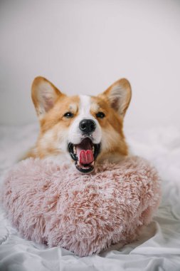 Ağzı açık mutlu bir Corgi, yumuşak, pembe bir yastığın üzerinde uzanıyor. Kapalı bir arka planı var..