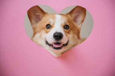 Neşeli bir Corgi, pembe bir arka planda kalp şeklinde bir delikten gizlice bakıyor ve atmosfere neşeli bir dokunuş ekliyor..