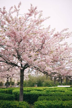 Güzel bir kiraz ağacı, sakin bir günde parkı pembe çiçekler ve yemyeşil çiçeklerle doldurur..