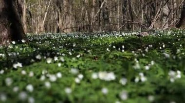 Ormanda açmakta olan güzel Beyaz Anemone çiçeklerine yakın çekim. Rüzgarda sallanan çiçek başları