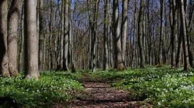 Güzel Anemone çiçekleriyle kaplı bahar ormanlarından geçen patika..