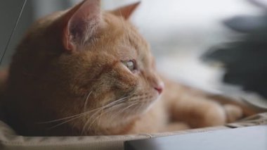 Kızıl bir kedi, pencerenin kenarındaki hamakta huzur içinde uyur ve yağmur yağar..