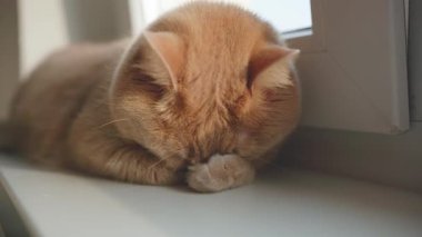 Kızıl kedi kıvrılır ve başını pençe üzerinde dinlendirir, öğleden sonra güneşinin sıcaklığının tadını çıkarır..