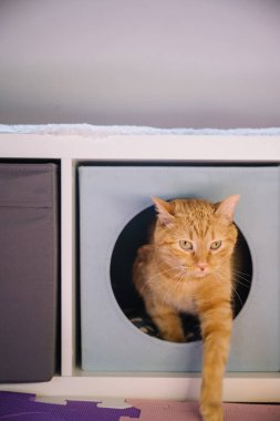 Meraklı bir turuncu kedi renkli küp şeklinde bir muhafaza içinde, açık bir şekilde meşgul ve aktif bir şekilde yuvarlak bir açıklıktan ortaya çıkar..