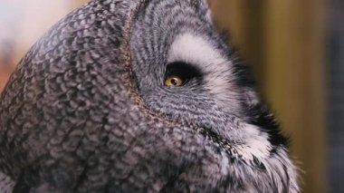 Büyük gri baykuşun kapanışı başını çevirir ve gözlerini açar.