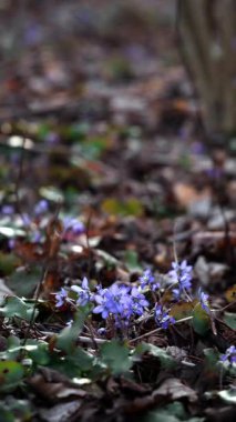 Narin mor kır çiçekleri, alacakaranlıkta serin bir ormanda dökülen yaprakların arasında ortaya çıkar..