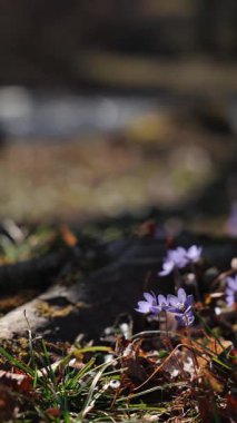 Narin mor kır çiçekleri, alacakaranlıkta serin bir ormanda düşen yaprakların arasında ortaya çıkar..