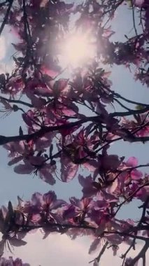 Kiraz çiçekleri, güneş ışığı dingin bir bahar atmosferinde dalların arasından süzülürken canlı bir şekilde çiçek açar..