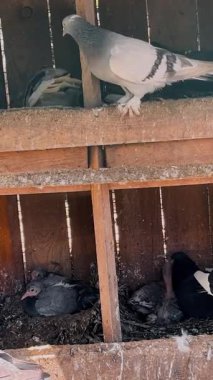 Bir güvercin yavrusuyla ilgilenirken, parlak bir günde başka bir kuş rahat bir ahşap kümeste dinleniyor..