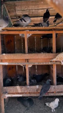 Çeşitli güvercinler, gün içinde farklı renk ve boyutlarda sergilenen ahşap kümeste dinlenirler..