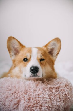 Bir Corgi rahat bir şekilde kabarık bir battaniyeye uzanır, halinden memnun ve rahat görünür..