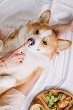 Bir insan bir Corgi ile nazikçe etkileşime girer, rahat bir anı paylaşır ve sıcak bir battaniyenin üzerinde atıştırmanın tadını çıkarır..