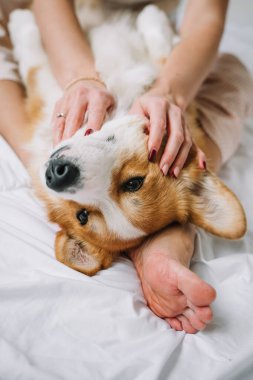 Evcil bir Corgi, sahibinden nazikçe sarılır ve sıcak bir yatakta uzanır..