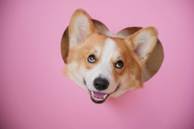Bir Corgi neşeyle kafasını kalp şeklinde bir delikten geçirir parlak pembe bir arka planda, mutluluk saçar..