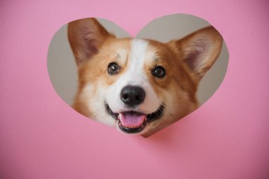 Mutlu bir ifadeye sahip Corgi köpek yavrusu kalp şeklindeki bir delikten bakıyor, parlak pembe bir arka plana karşı kurulmuş..