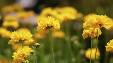Renkli sarı çiçekler yemyeşil bir bahçede canlı açar, güneşli bir günde güzelliklerini sergiler..