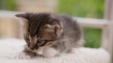 Küçük, oyuncu bir kedi yavrusu, yumuşak çevresini merak ve enerjiyle araştırır..