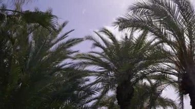 Palmiye yaprakları güneşin altında yavaşça sallanır ve tropik bir ortamda sakin bir atmosfer yaratır..